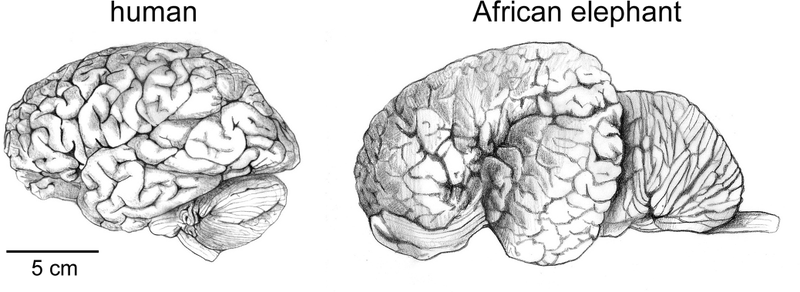 Illustration for article titled The 4 Biggest Myths About the Human Brain